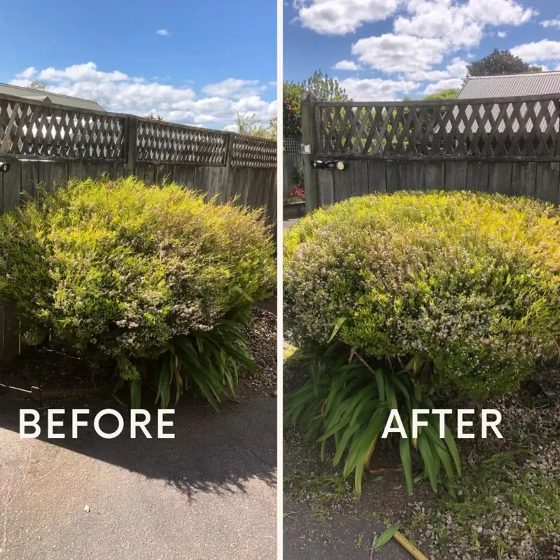 Before: overgrown shrub along a fence. After: trimmed into a neat rounded shape.
